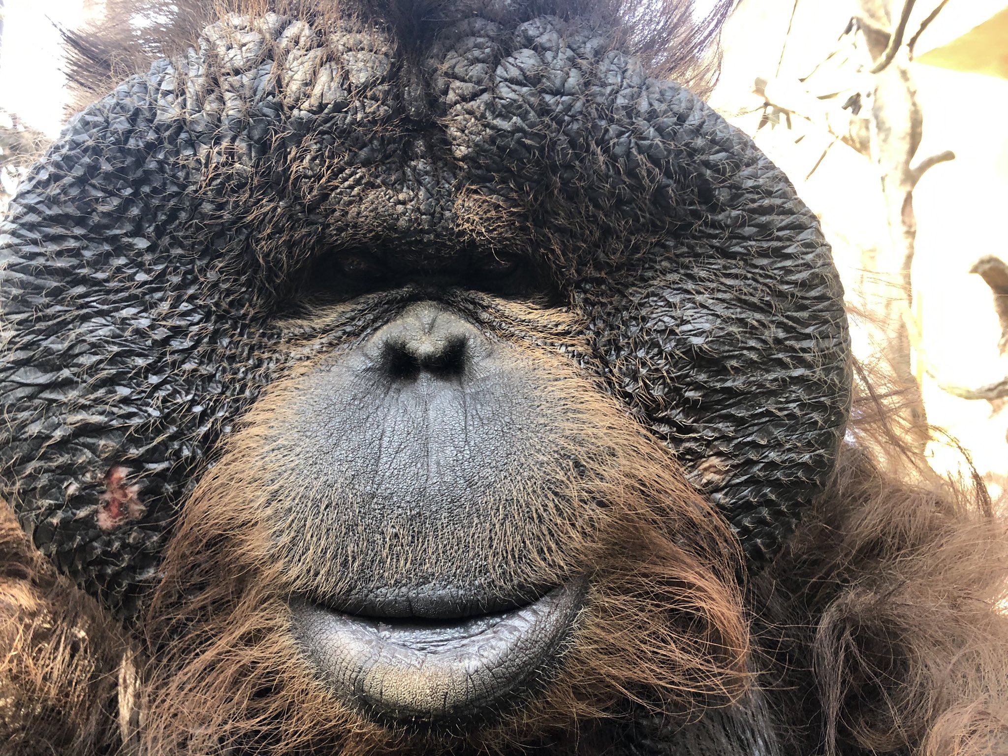 人間と動物 mqdefault.jpg