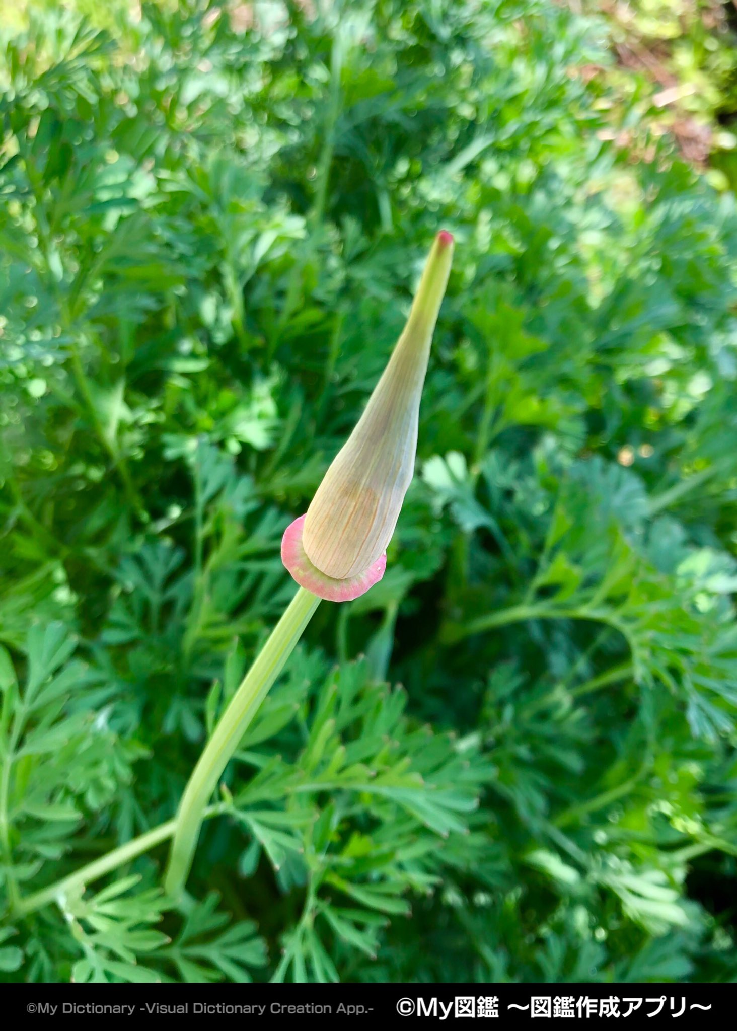 تويتر My図鑑 図鑑作成アプリの人 على تويتر 推定カリフォルニアポピーのつぼみ ちょっと赤くなってきました あともう一つ つぼみができてます これは 少なくとも花だな うむ My図鑑 花図鑑 花 フラワー ダリア 花言葉 家庭菜園 ガーデニング 花