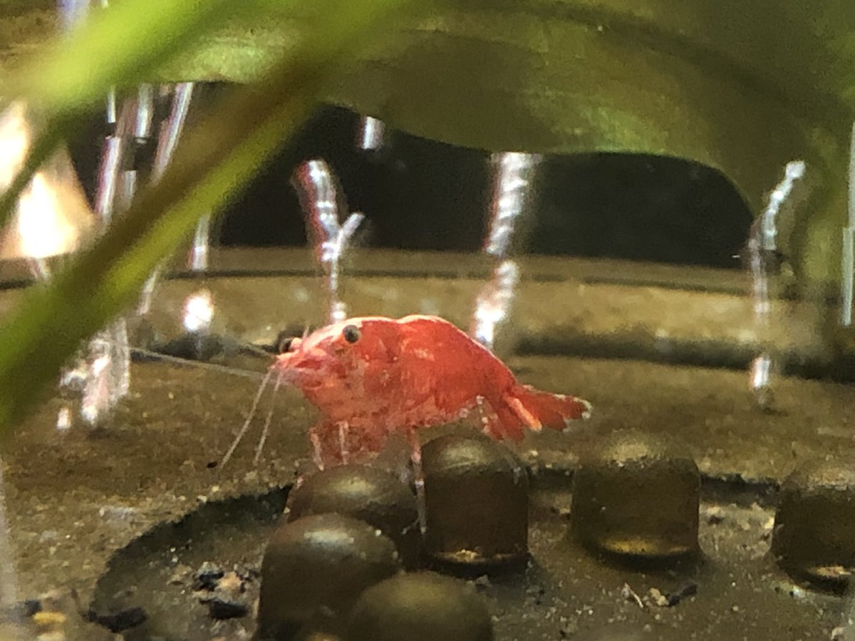 Day 10/ #shrimptankStill have only spotted 5/6 cherry shrimp at one time.Going on faith that Shrimpy (the 1 I’ve decided is always hiding, yes I know that’s not logical, don’t @ me regarding the probabilities of spotting my shrimp in these troubling times) is fine.Baby tears!
