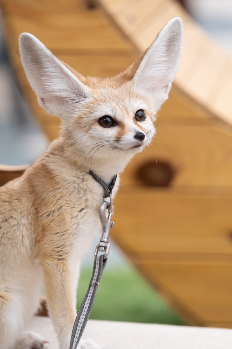 ハール 世界一可愛い動物フェネック 天使です 親バカです フェネック