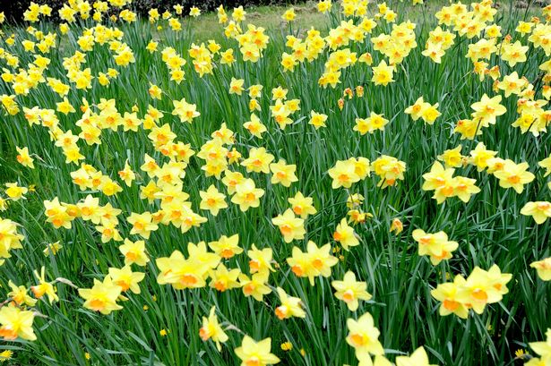 Daffodils in Droves - this weekend is a great time to get out on the Downs and see the daffodils!!  The wet winter has made them bloom in bigger numbers than many years.  Get out on the Steyning Downland and have a look for them.
