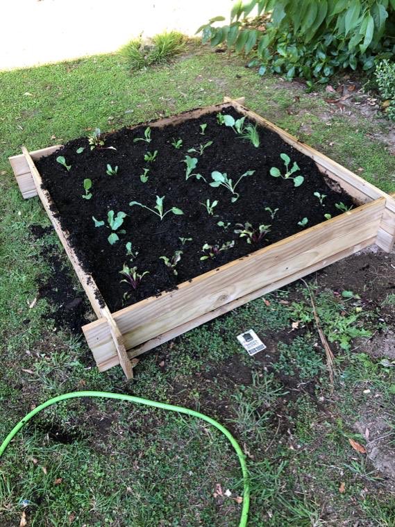 conryan22's tweet photo. We saw your garden Dorothy and Arthur and today we made our own garden
Mary is in charge of it and we bought plants today
Only one little box so far https://t.co/jPQGUU82nq