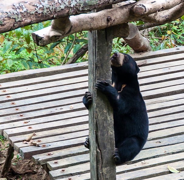 TheTravelBunny's tweet photo. [Ad] A visit to @BSBCC_SunBear  where rescued sun bears are rehabilitated ready to go back into the wild. They get their name from the gold patch on their chest but it was their huge feet that caught my eye! @RoyalBruneiAir @sabahtourism #flyRB #sabahtourism @borneoecotours https://t.co/OhqMgo0yJB