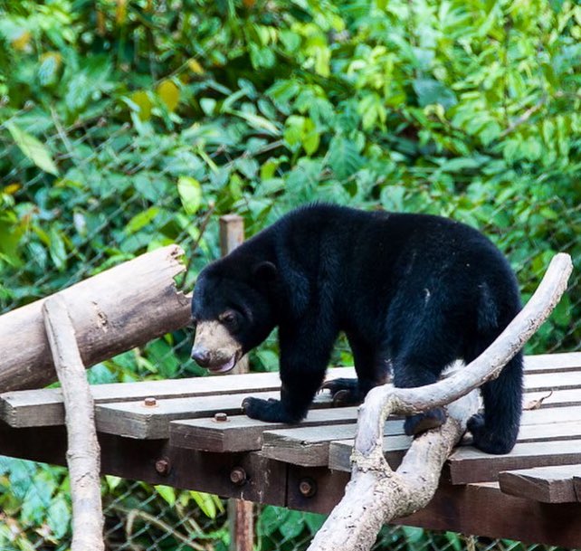 TheTravelBunny's tweet photo. [Ad] A visit to @BSBCC_SunBear  where rescued sun bears are rehabilitated ready to go back into the wild. They get their name from the gold patch on their chest but it was their huge feet that caught my eye! @RoyalBruneiAir @sabahtourism #flyRB #sabahtourism @borneoecotours https://t.co/OhqMgo0yJB