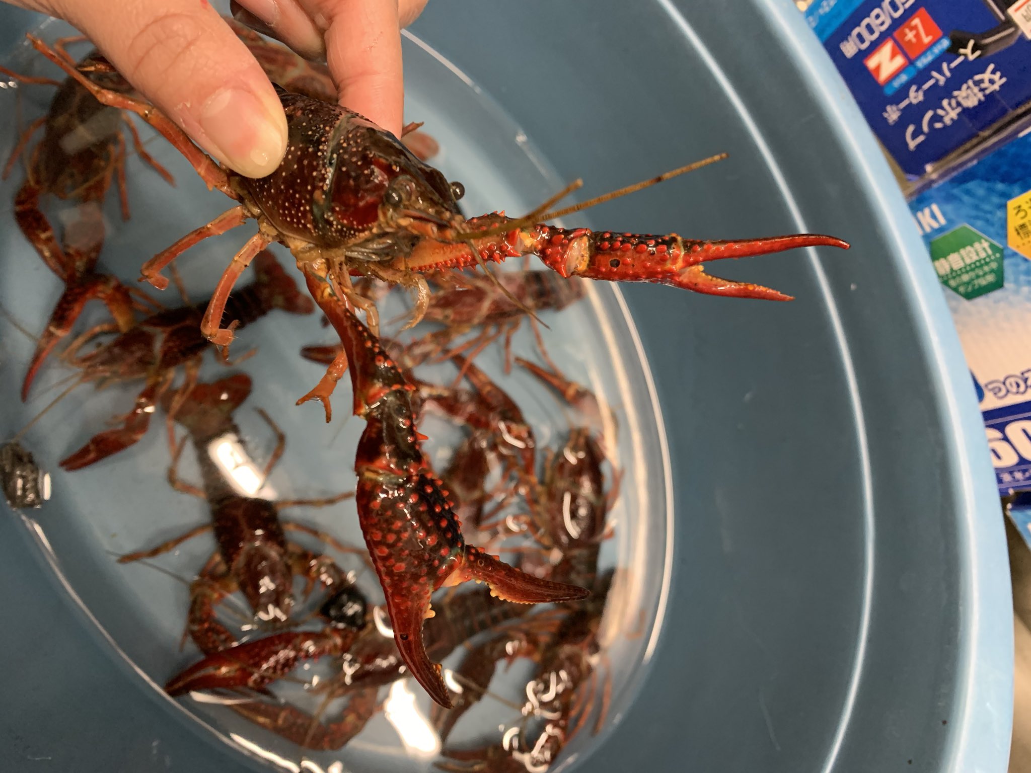 金魚坂 生体 金魚屋さんですが 大きなアメリカザリガニも ちょびっとだけ入ってきました 定番ですがとっても綺麗なバーガンディ 大きなハサミが格好良いです 本日は金魚以外の紹介でした ザリガニ アメリカザリガニ 金魚坂 本郷三丁目