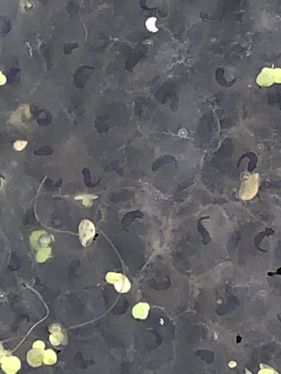 Helen_allotment's tweet photo. The dots are starting to form tails #allotment #frogspawn #naturespestcontrol https://t.co/lRrODcMUlD