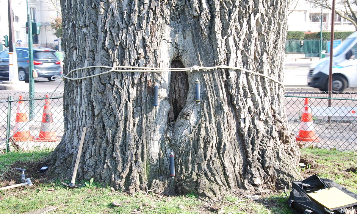 Réduction de la pollution et du bruit, baisse de la température, bien-être… L'#arbre est une priorité en ville ! Repensez-le avec les 300 spécialistes Arbre Conseil® de l'#ONF, qui vous accompagnent dans vos projets : inventaires, diagnostics et travaux. bit.ly/39QL9k2.