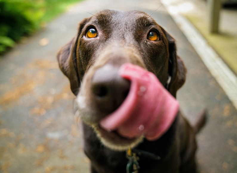 millenddevon's tweet image. "Fabuloys. Plus, most dog-friendly place ever!"
THANK YOU  for leaving this 'Fabuloys' 2020 Trip Advisor review! 

#dogfriendly #dogfriendlyhotel #dogfriendlywalks #dogfriendlydartmoor #dogfriendly2020