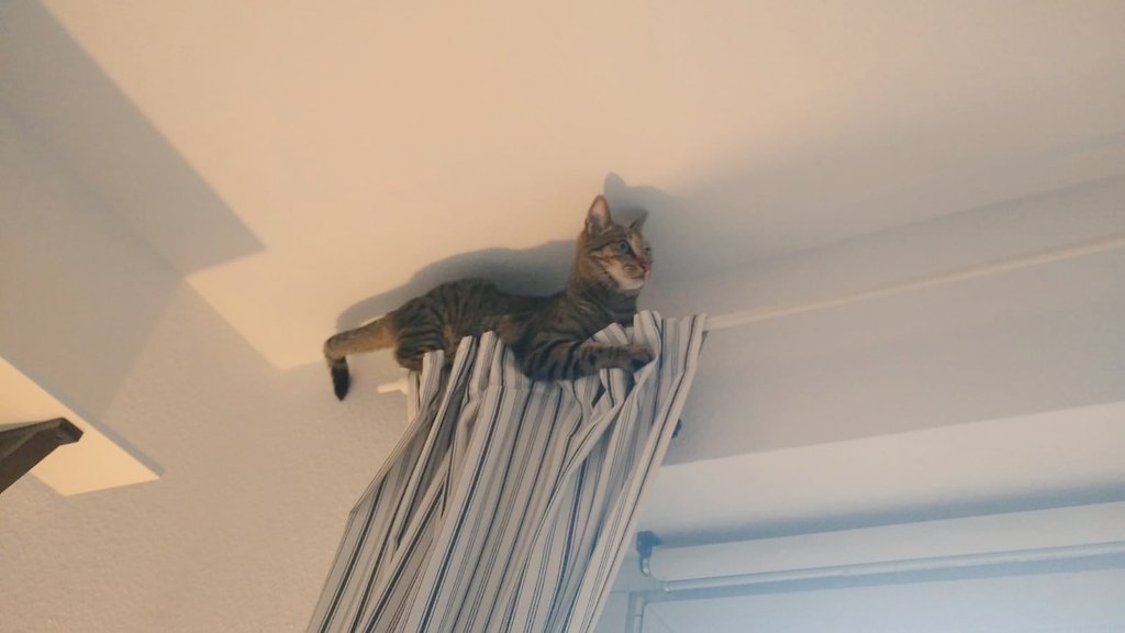 DabCatDebbi's tweet photo. Part 2 of #cryptokitty Loui reaches his #alltimehigh 😹 we Wish you a great #Caturday ♥️ #CatsOfTwitter #CatsOnTwitter #catsofinstagram #catstagram #catlovers #catlife #catlogic #meow https://t.co/e8WuOo4270