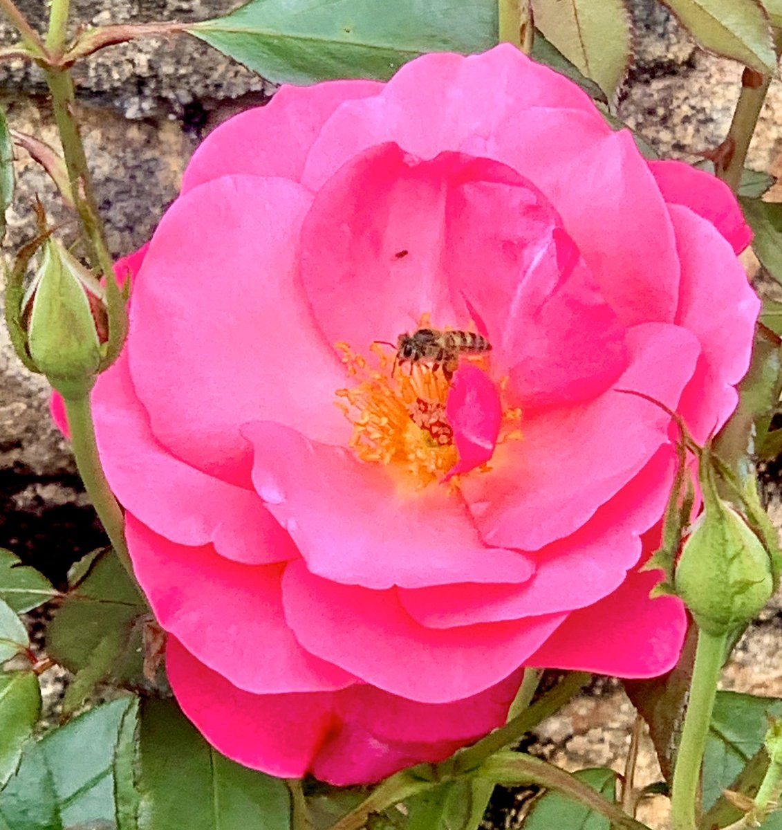 Our roses are putting on such a show! #kingswaldengardenmanor #roses #comeplayinourgarden #beautyeverywhere #rosesofinstagram #lovelimpopo #visitlimpopo #gardenofmyancestors #rosesformama