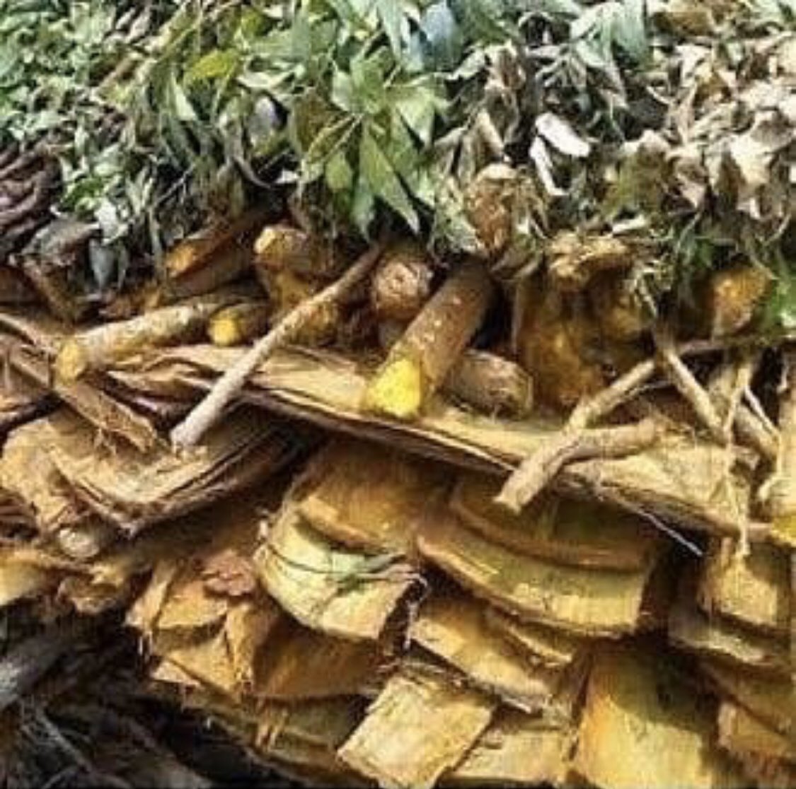 drakpan2's tweet photo. Natural roots and herbs that cure all manner of illness. Email; akpanherbalhelp@gmail.com
BCSM #LCSM #LYPHOMA #BTSM #PWME #CHILDHOODCANCER #PROSTRATECANCER #OVCA #AFIB #MIGRANE #SPINALCORDINJURY #COLONCANCER #DIABETES #PARKISONS #MENTALHEALTH https://t.co/2bqtya3ZjW