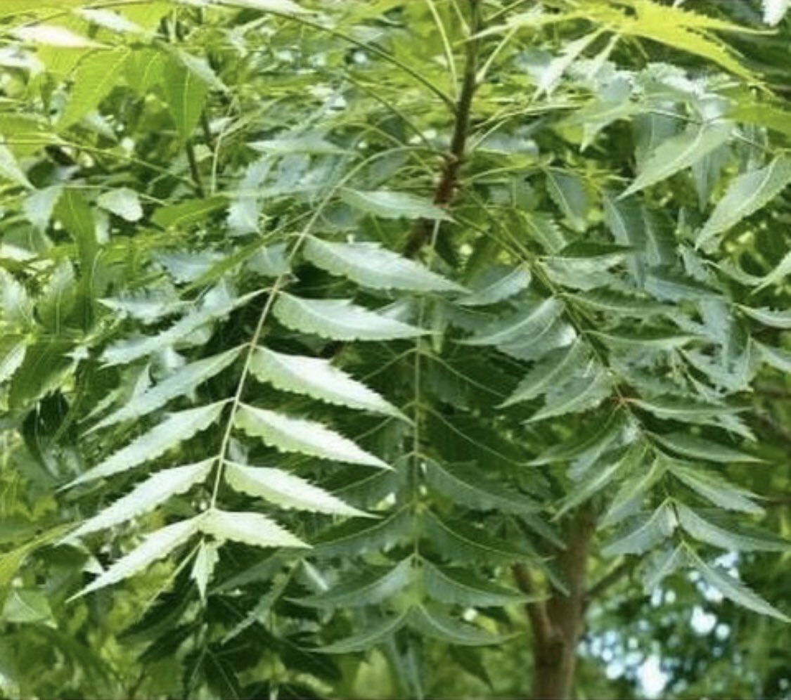 drakpan2's tweet photo. Natural roots and herbs that cure all manner of illness. Email; akpanherbalhelp@gmail.com
BCSM #LCSM #LYPHOMA #BTSM #PWME #CHILDHOODCANCER #PROSTRATECANCER #OVCA #AFIB #MIGRANE #SPINALCORDINJURY #COLONCANCER #DIABETES #PARKISONS #MENTALHEALTH https://t.co/b8YnN55hCk