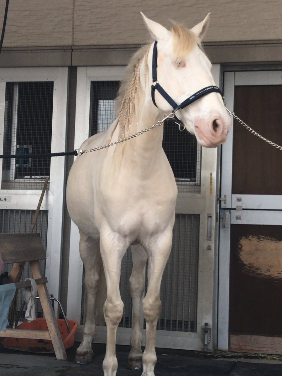 都立探偵 Ar Twitter この一年で見た白い馬の中で最高にカッコいいのは 府中の乗馬センターで会ったファンタスティコ ただし芦毛じゃなくて佐目毛 ホワイトデーは芦毛の日 佐目毛 ファンタスティコ 都立探偵 Ar Twitter この一年で見た白い馬の中で最高にカッコいいのは 府中の乗馬センターで会ったファンタスティコ ただし芦毛じゃなくて佐目毛 ホワイトデーは芦毛の日 佐目毛 ファンタスティコ