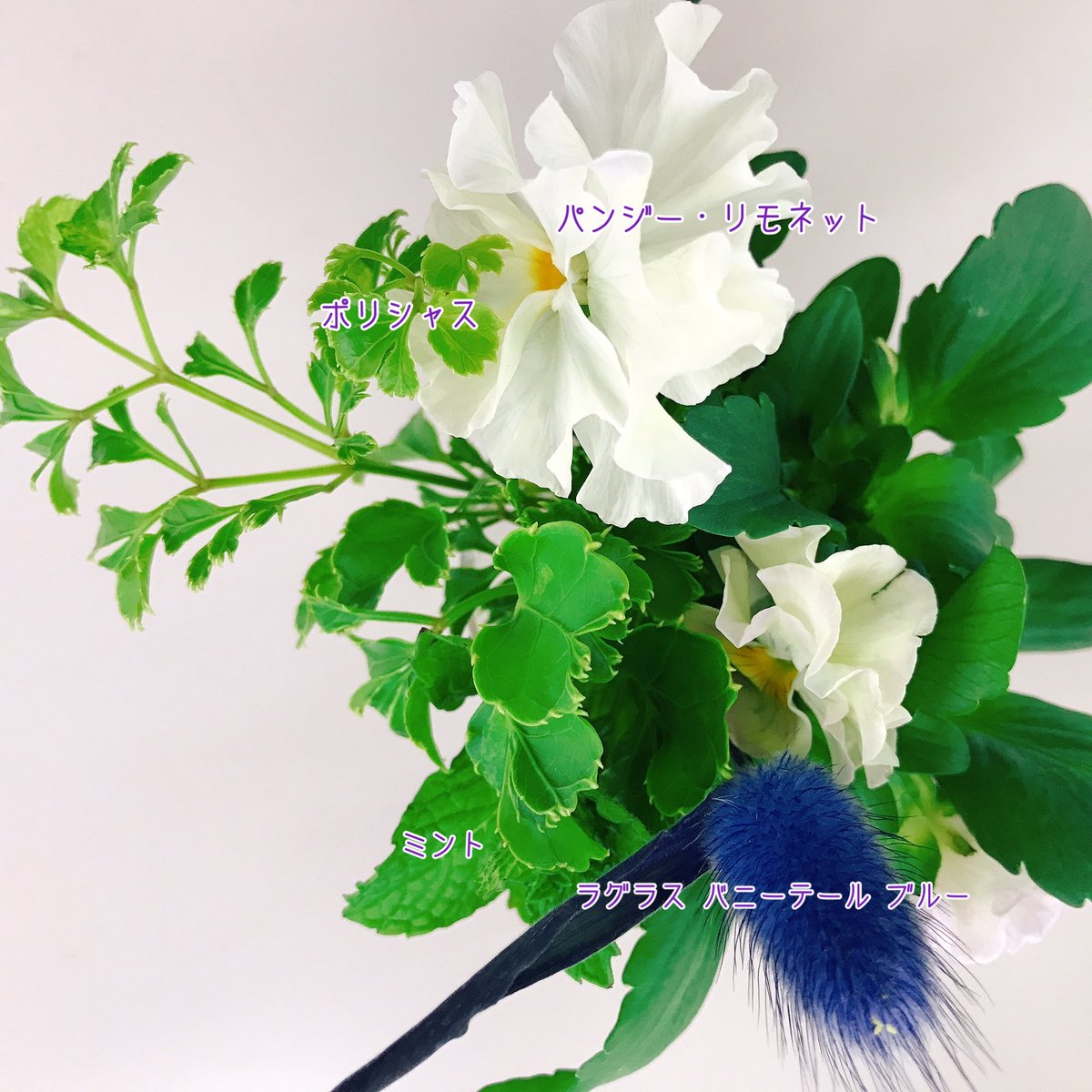 亀田メディカルセンター 公式 V Twitter 写真のお花の名前について 青山フラワーマーケットさんに教えていただいたところ パンジー リモネット ミント ラグラスバニーテールブルー ポリシャスだそうです この時期 パンジーの切花なども店頭に並ぶことが 亀田メディカルセンター 公式 V Twitter 写真のお花の名前について 青山フラワーマーケットさんに教えていただいたところ パンジー リモネット ミント ラグラスバニーテールブルー ポリシャスだそうです この時期 パンジーの切花なども店頭に並ぶことが