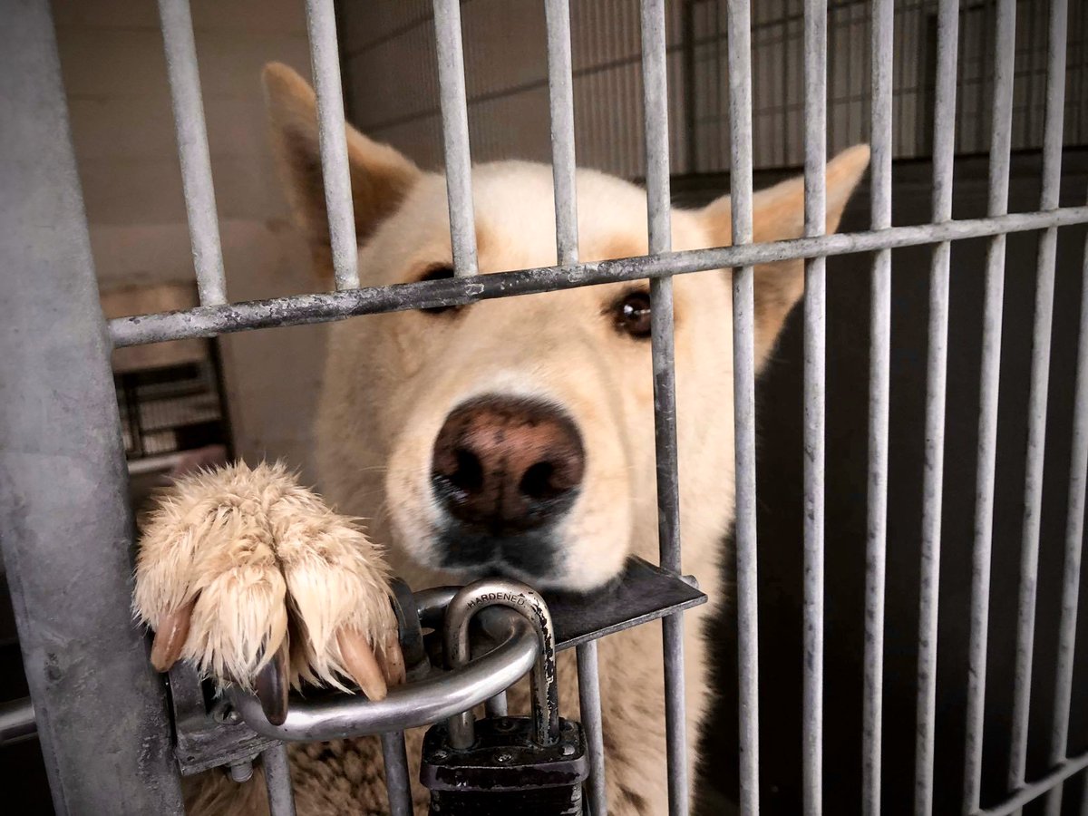 pupaid's tweet photo. Family member one minute, alone &amp; behind bars the next. Please visit your local shelter this weekend &amp; help save a life :) #adopt #rescue #foster #LucysLaw #VictoriasLaw https://t.co/WevE5xdsGe