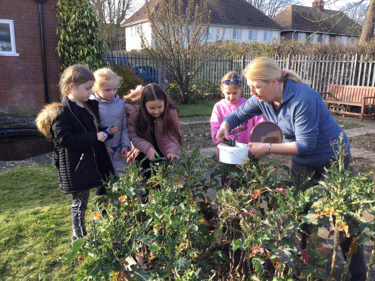 TheRichmondPri's tweet photo. #AfterSchoolHomeworkClub had their first #GardeningClub session with Amanda Leverseidge. They had planted broccoli from seed, they then harvested and cooked it! It was delicious! The new seeds we have planted are growing. https://t.co/6KlBOVLhqU