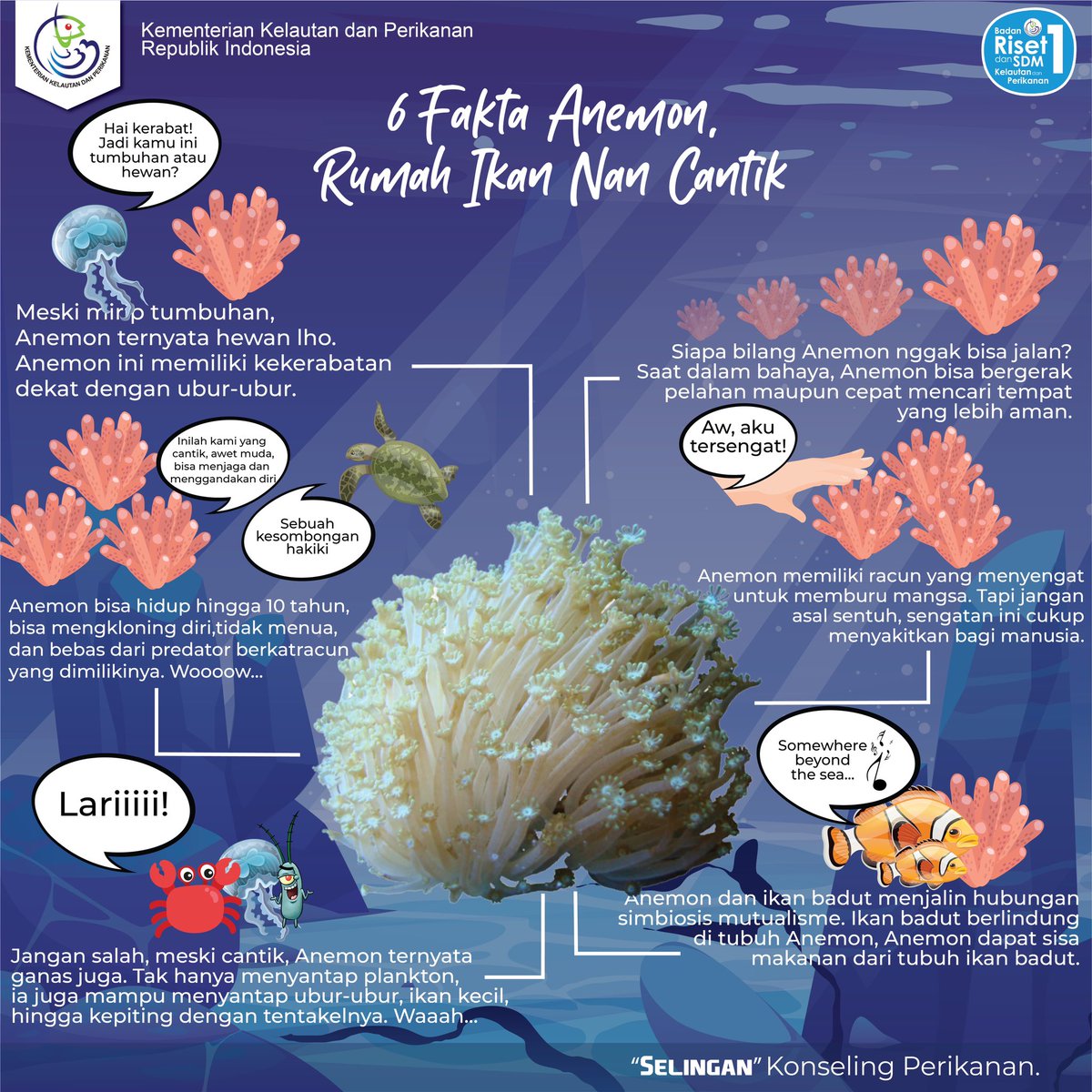 Gambar Ikan Badut Dan Anemon – pulp