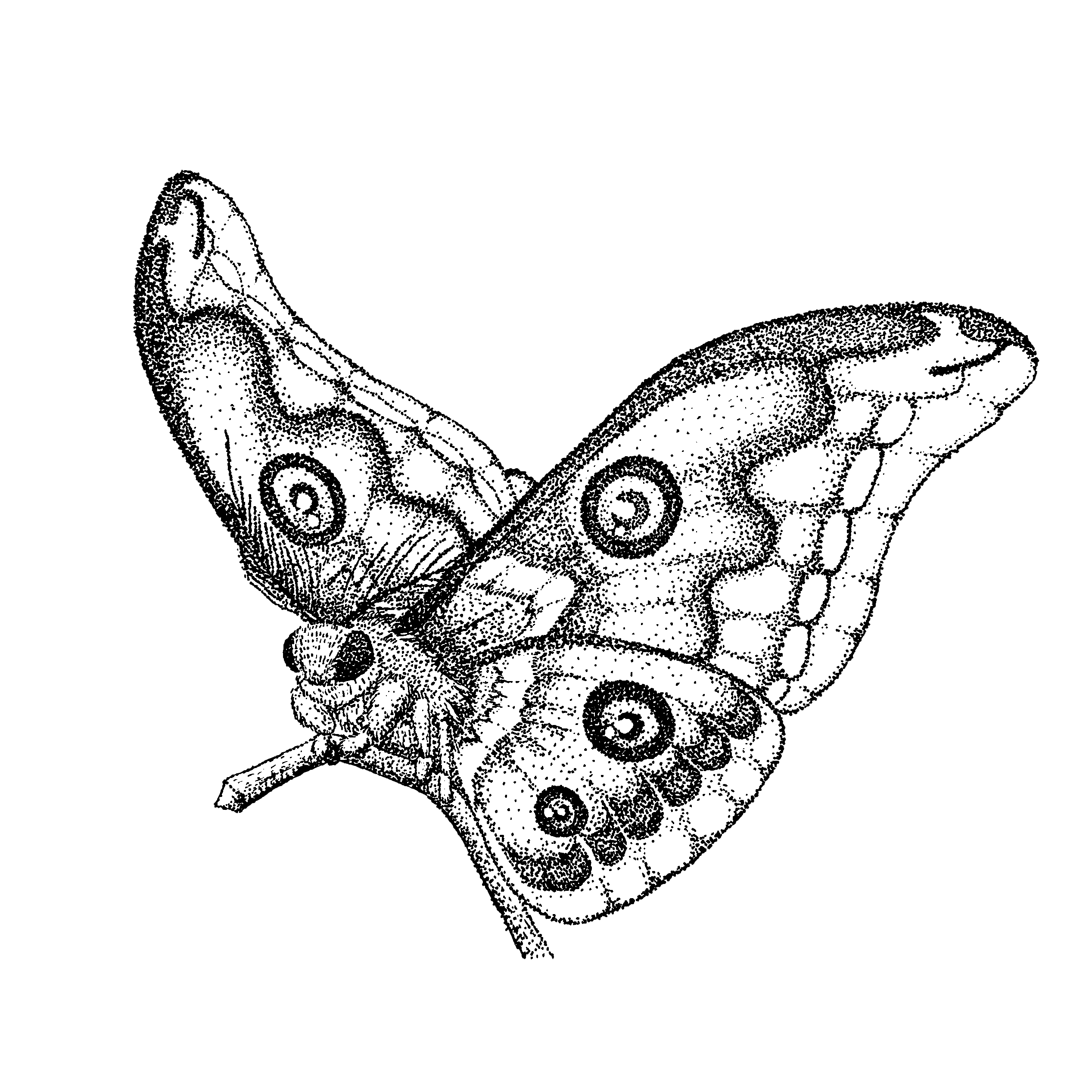 تويتر Disperse على تويتر Title 留り蛾 描き終えました 今回初めての点描画で 技法やモチーフは手広くやっています Byチャーリー 絵 絵描きさんと繋がりたい イラスト イラスト好きさんと繋がりたい イラストレーター 点描画 ペン画