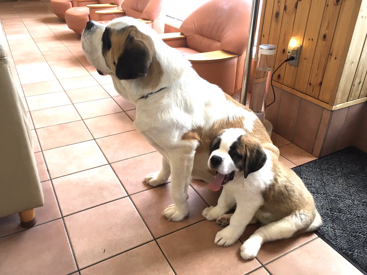 独特の上品 ☆値下げ中☆セントバーナード子犬 売り切れ必至! - irmt