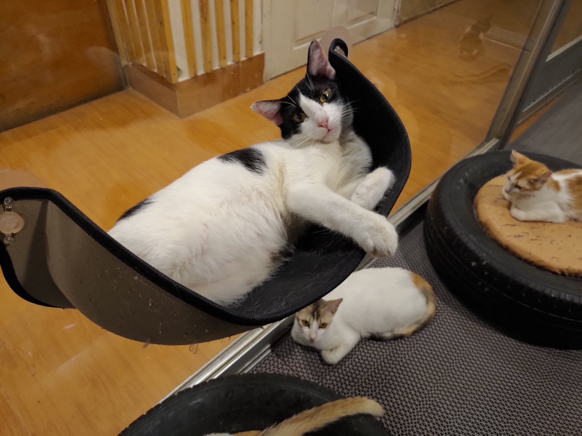 capawcino's tweet photo. Panda be like: Caturday is the day we chill, join us hoomans 😸

Capawcino Cat Cafe is open today till 10:30 PM. Feel free to join them.

#caturday #capawcino #capawcinocatcafe #cafe #panda #catcafe https://t.co/kfcQRH7Msl