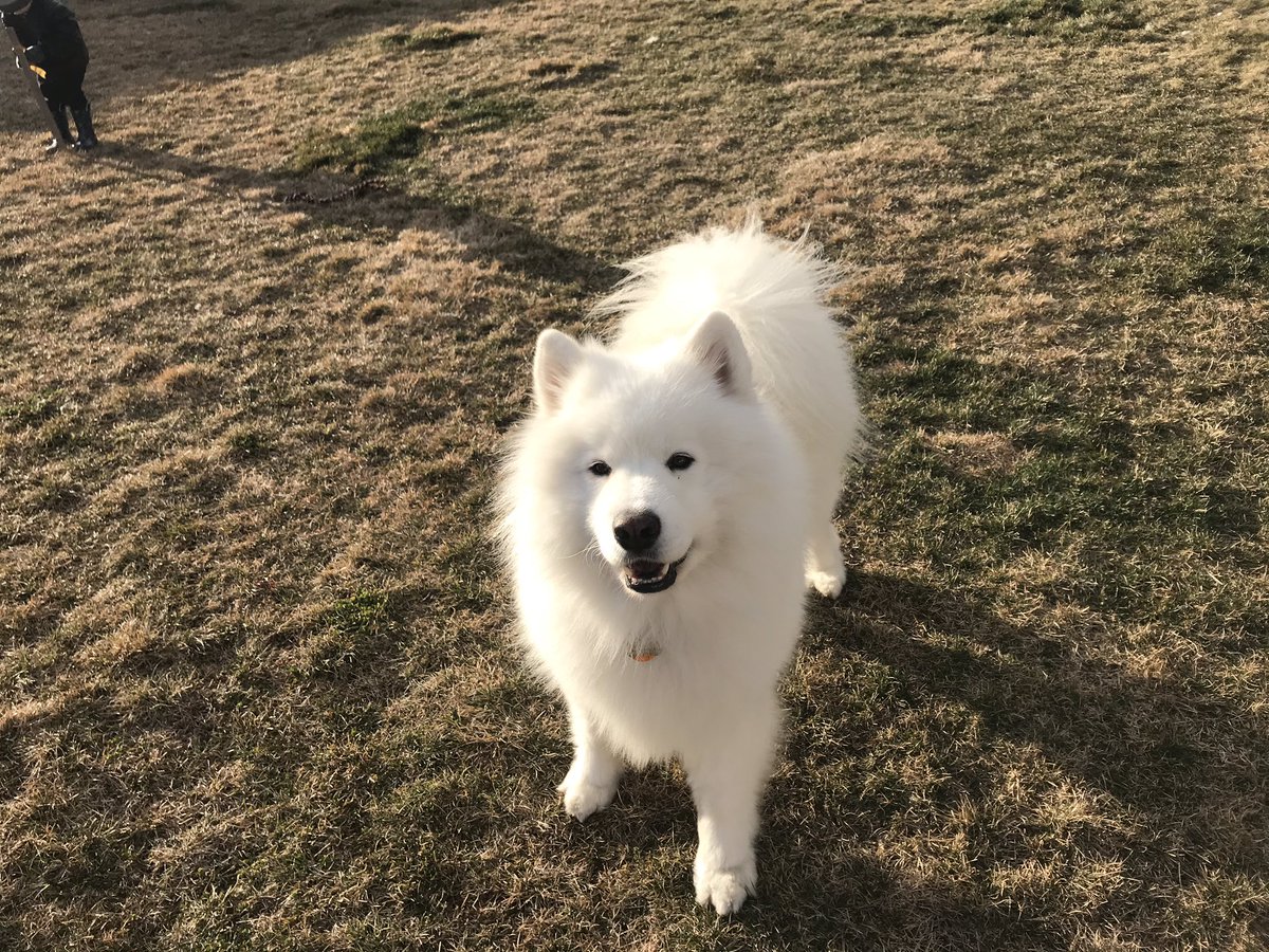 SarahRoseMayer1's tweet photo. @sarahmaclean Here is my dog! He helps me! https://t.co/gnXSvwF7jt