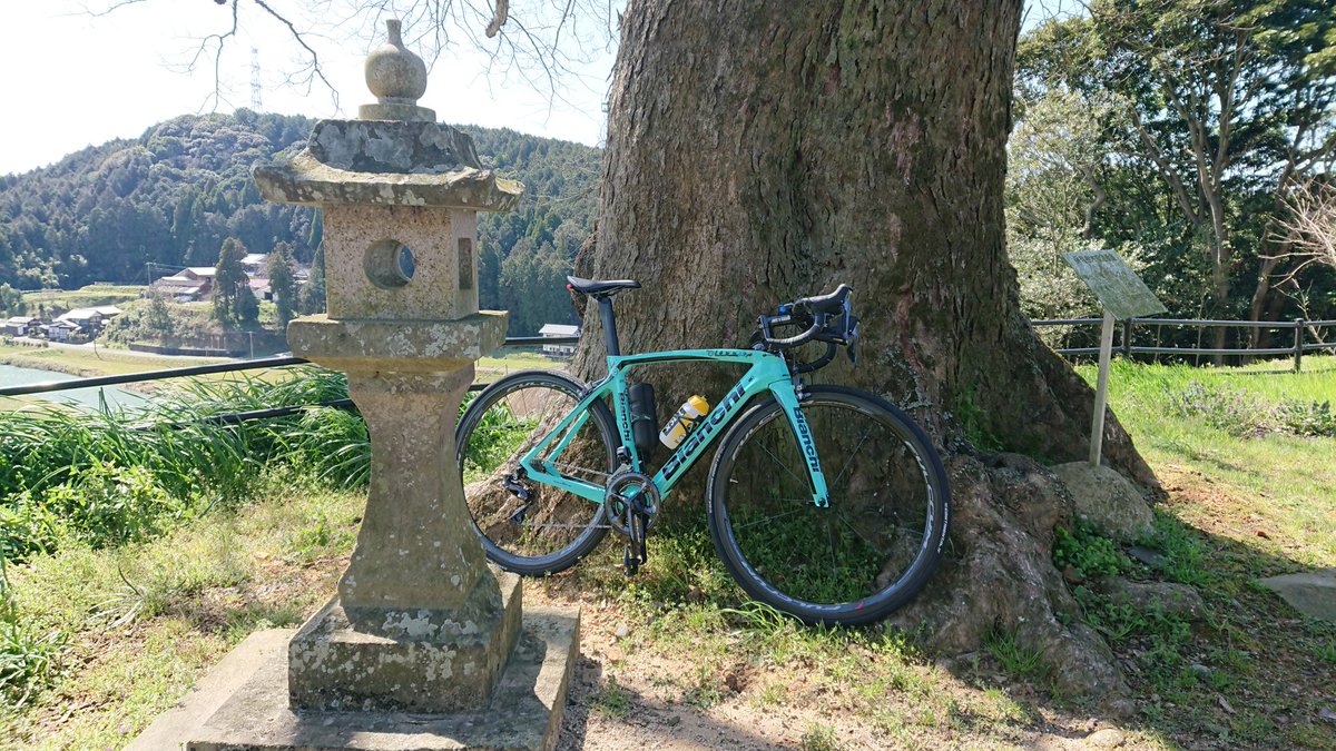 cafe_flyfisher's tweet photo. 凄い樹形のムクノキを発見。観光地図にも乗ってない無名の大樹。相当な樹齢みたいです。
#fukkoツイート旅 
#RaphaCaravan https://t.co/cATFlKLhSx
