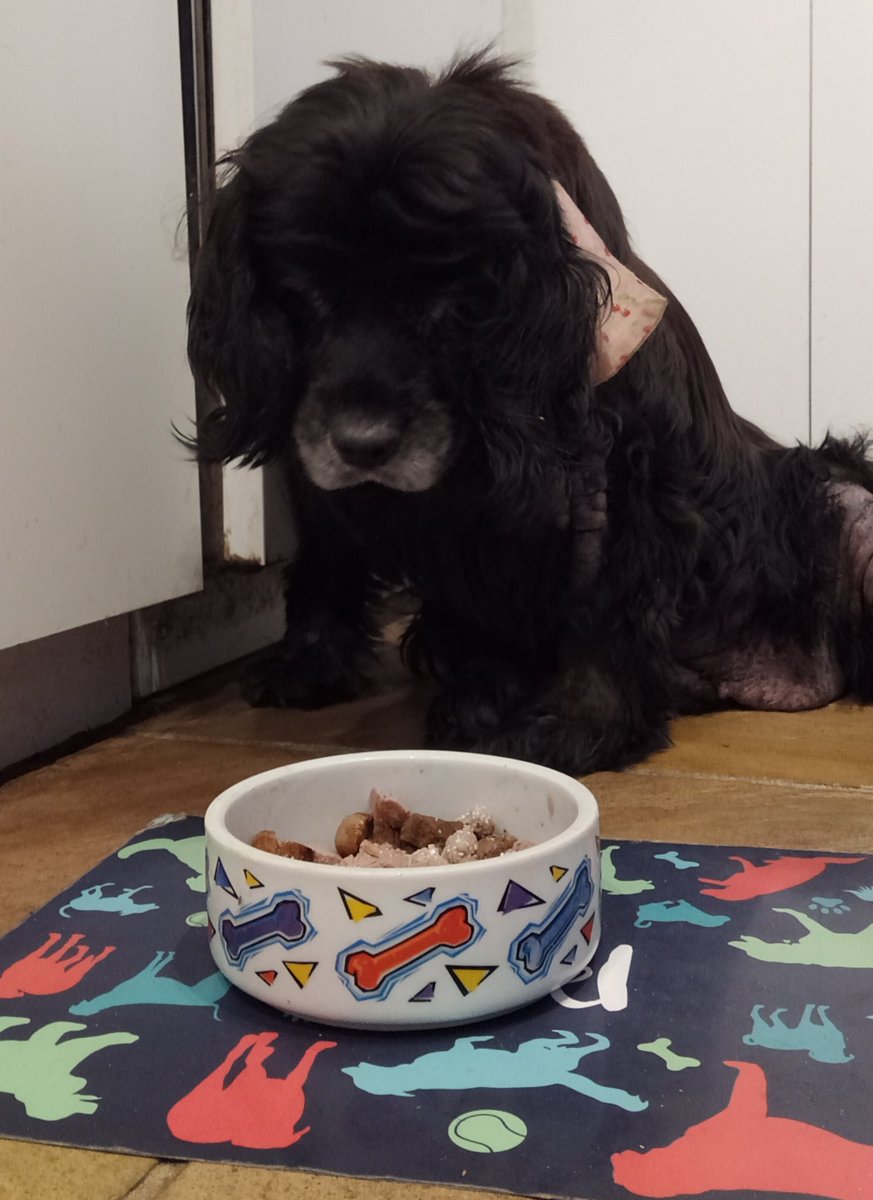 binkyjh's tweet photo. Dinner is on time and no peas in sight! 👍😊
#WellTrainedStaff https://t.co/Qga0BTv4cj