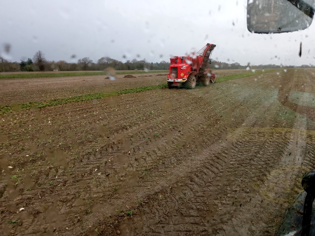 Well there's a surprise it's raining on the last day lifting <a href="/BritishSugar/">British Sugar</a> beet. Thought the last 2 days were too good to be true!
