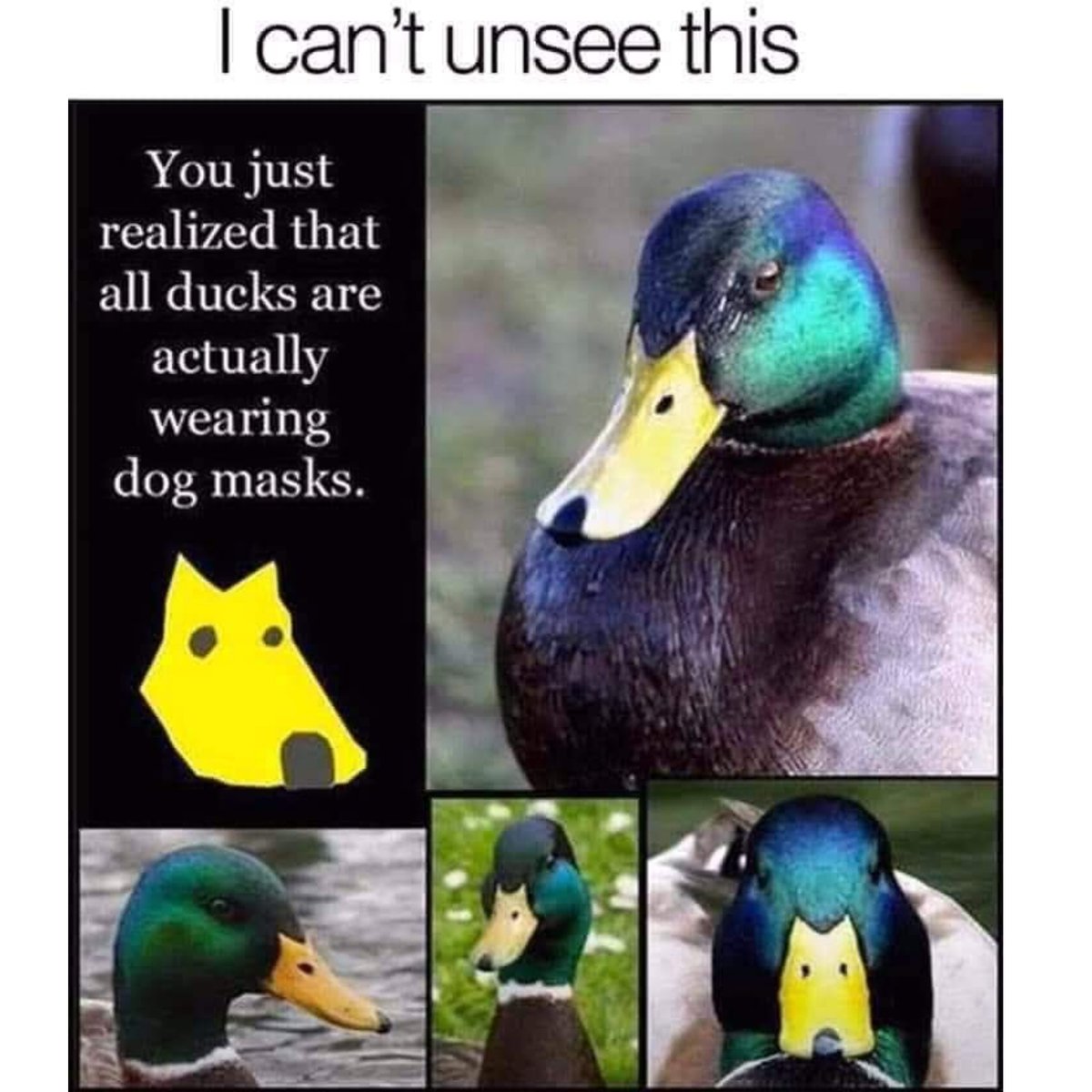 Malin_WildAware's tweet photo. #Ducks wearing #dog masks
#wildaware #animals https://t.co/a5TJTd3WZj
