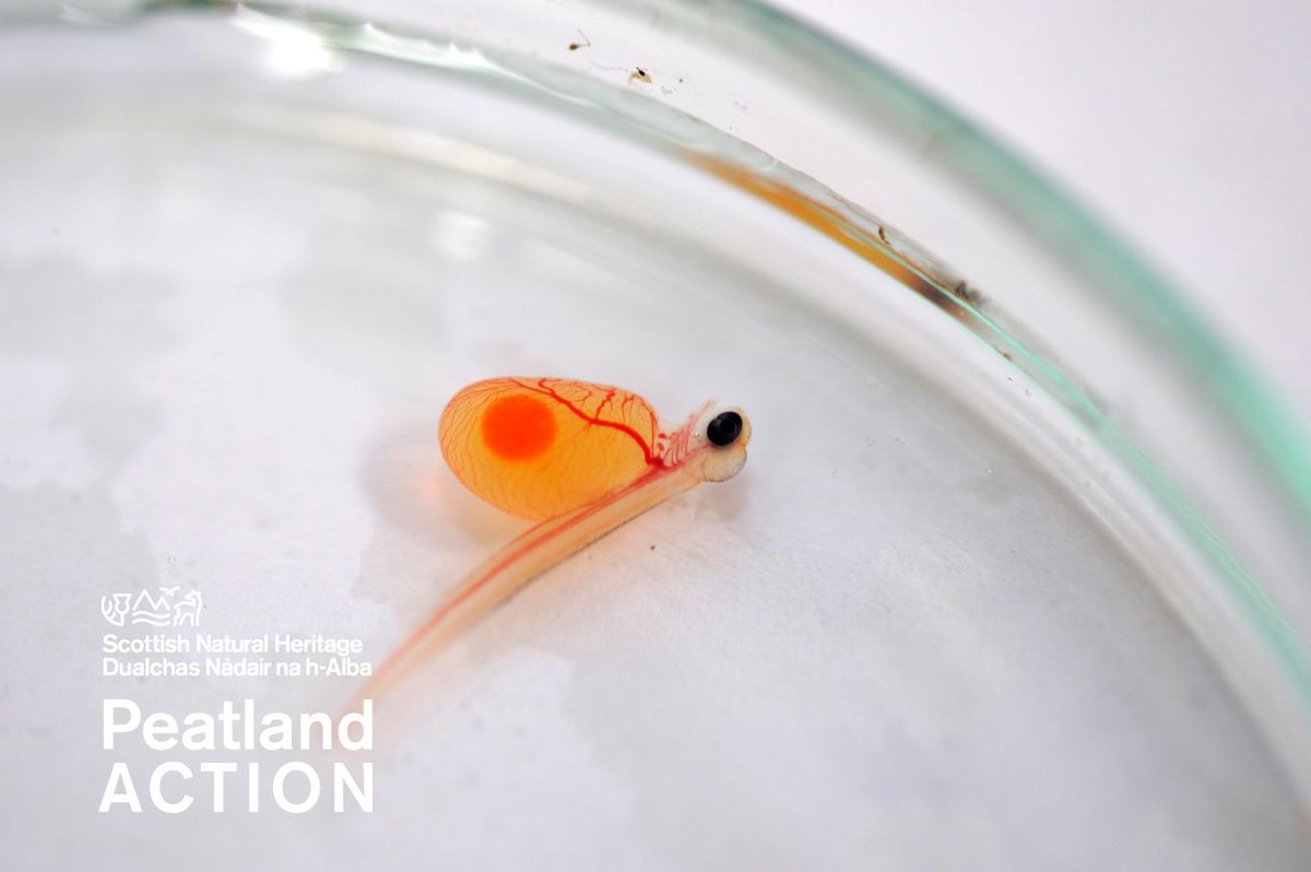 PeatlandACTION's tweet photo. Today is International Day of Action for Rivers. 

In Scotland, rivers are the life blood of the Atlantic salmon. #PeatlandRestoration helps reduce peaty soil loss into the rivers and streams that this, and other fish species, rely on to breed.

@intlrivers 
#YCW2020 https://t.co/yKozf1sU21