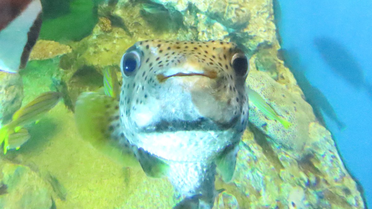 あにふり ネズミフグかわいい フグの中でもハリセンボン科は特にかわいいと思ってる 越前松島水族館