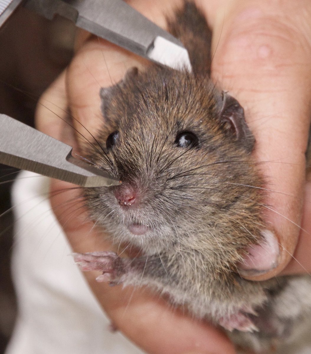 Here’s a cute native Bush Rat being measured, to brighten your day. #ozrodents #wildoz