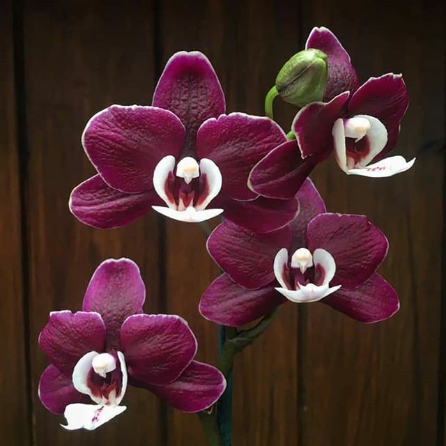 The British Orchid Council on Twitter: 