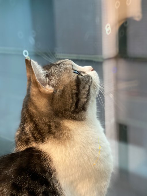 Eoheoh Msspさん の人気ツイート 1 Whotwi グラフィカルtwitter分析