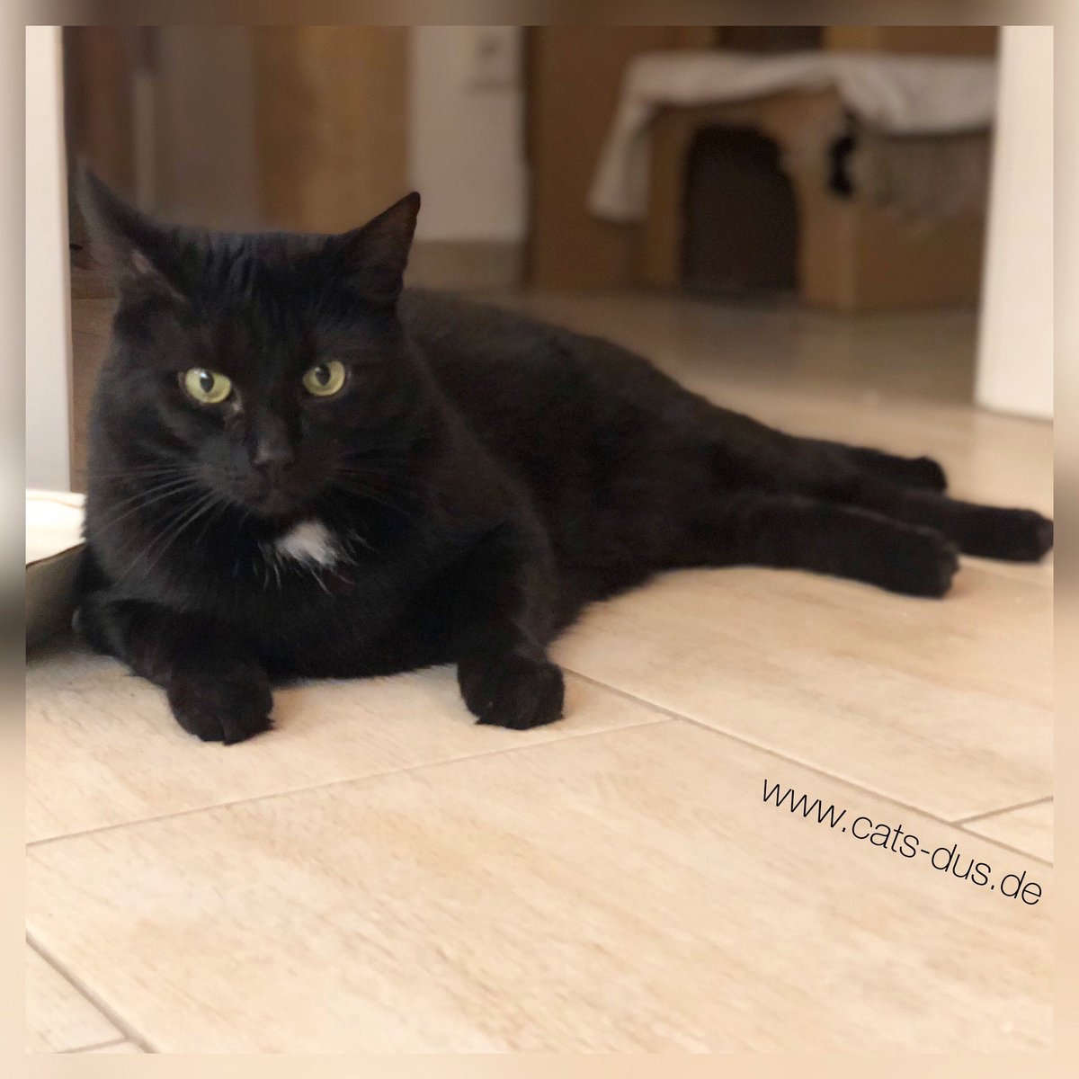 Tiger Und Sternchen On Twitter Wir Wunschen Euch Einen Schonen Samstag Im Hintergrund Seht Ihr Meine Kartonburg Die Darf Naturlich Nicht Weggeworfen Werden Bevor Sie Zerfetzt Ist We Wish You A Nice