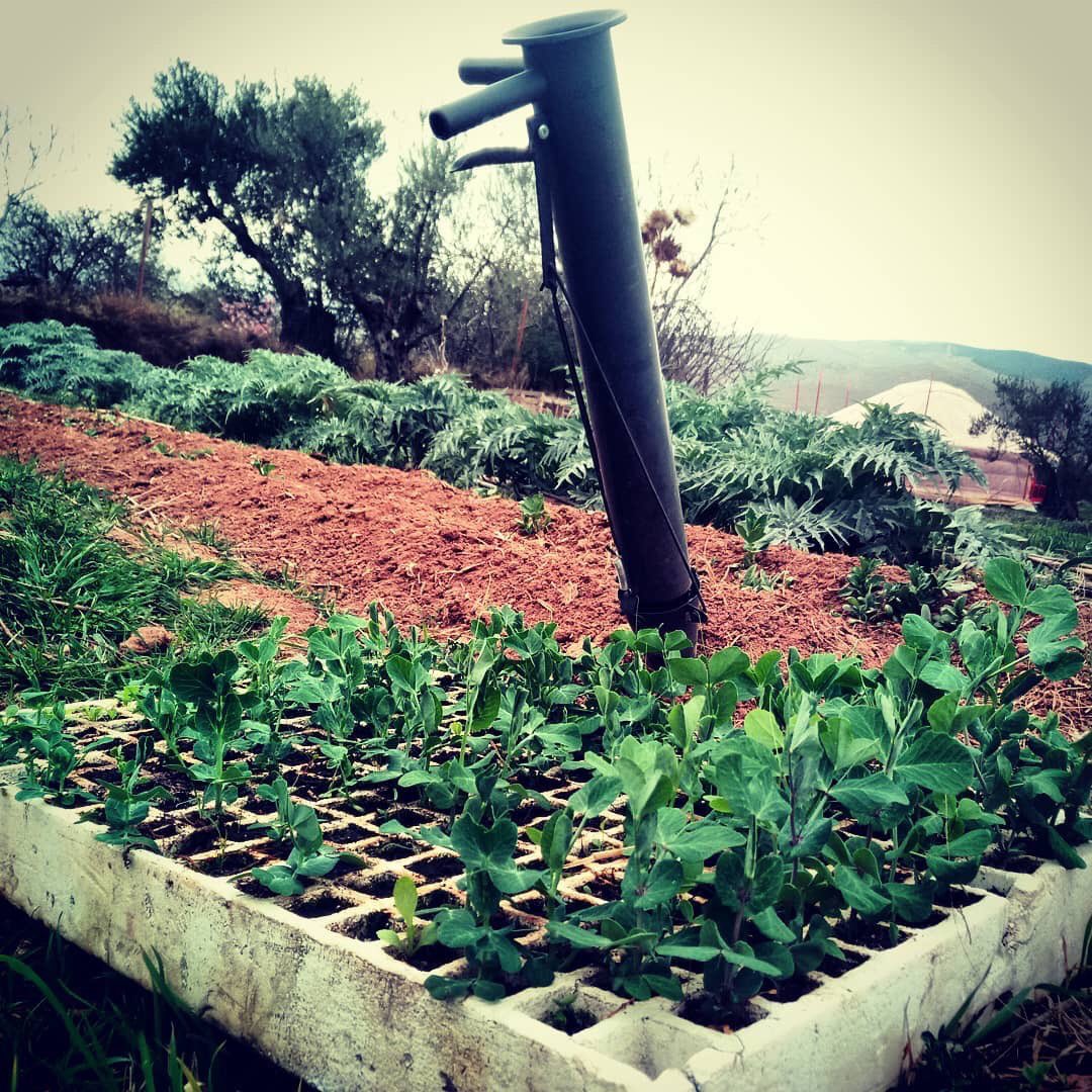 Quienes comemos guisantes directamente de la mata... ¡estamos deseando quitarle los calzones!👙👖 😉¡Maldito manjar!🌾
Tres semanas después de que germinaran hoy los plantamos.
#LaRioja #Préjano #huertaecologica #hierbasmedicinales #agriculturaregenerativa #soberaníaalimentaria