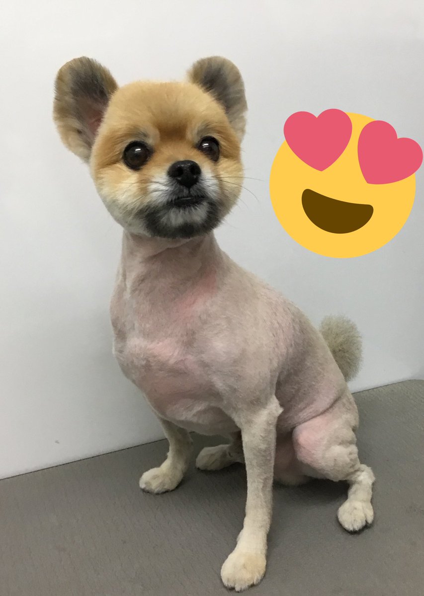 中央愛犬病院 ポメラニアンのポンちゃん 毛玉やもつれのあるボリューミーな被毛をばっさりカットｯ すっきりかわいいメス ライオンカットですｯ 笑