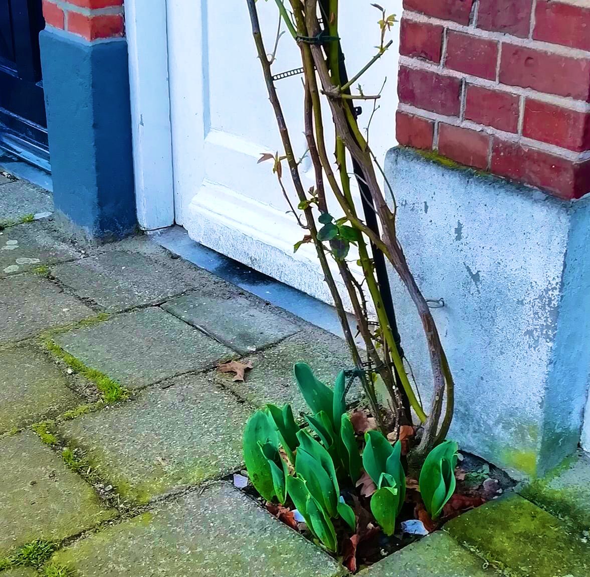 Genieten van bolbloemen doe je ook gewoon midden in de stad, zoals hier in Breda 🌷#stadstuinierenmagazine #tegeleruitbollenerin #grootsopkleineschaal #bollentrots <a href="/CashewMagazine/">Stadstuinieren</a>