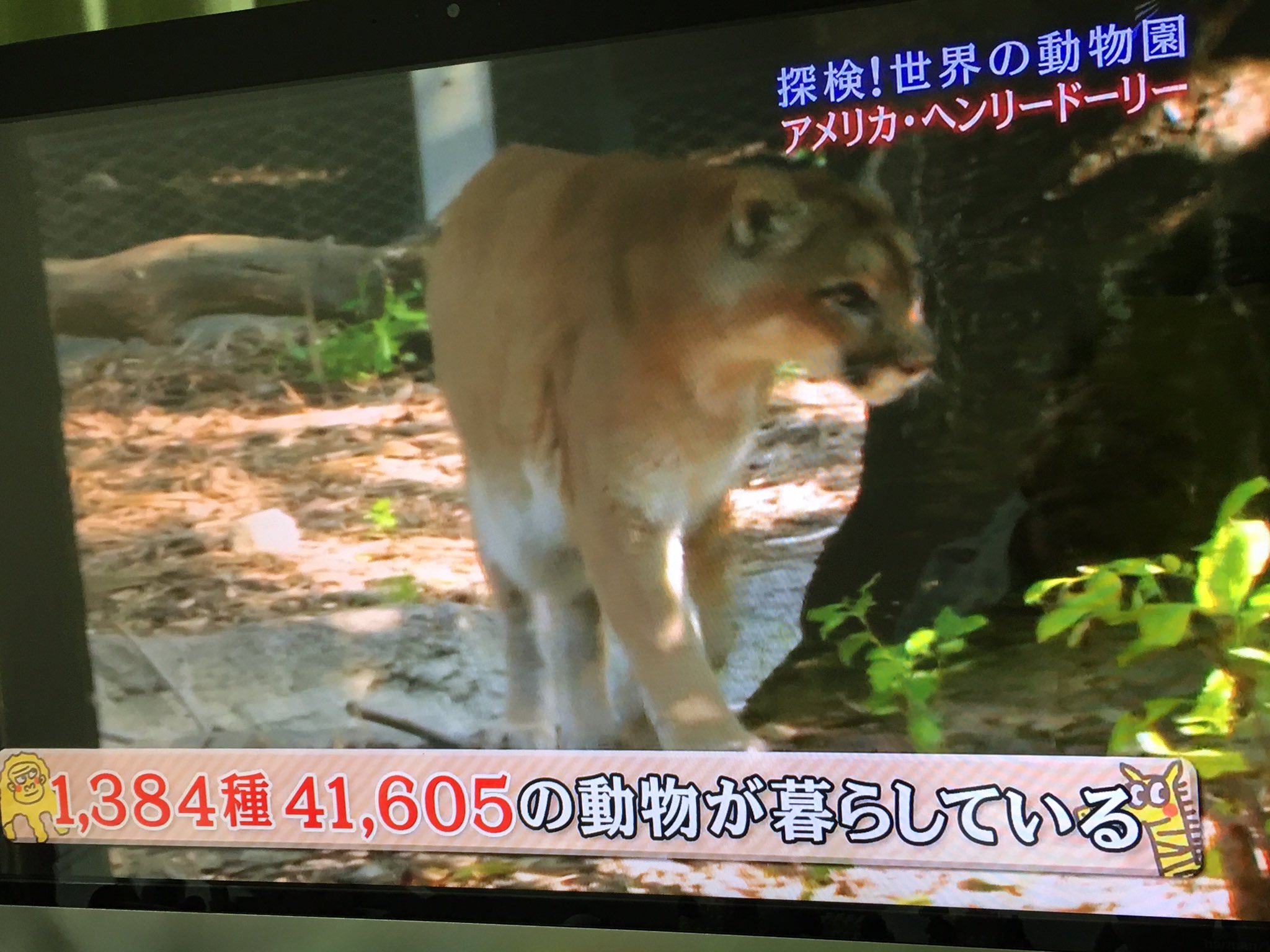 ヘンリードーリー動物園 Twitter Search Twitter