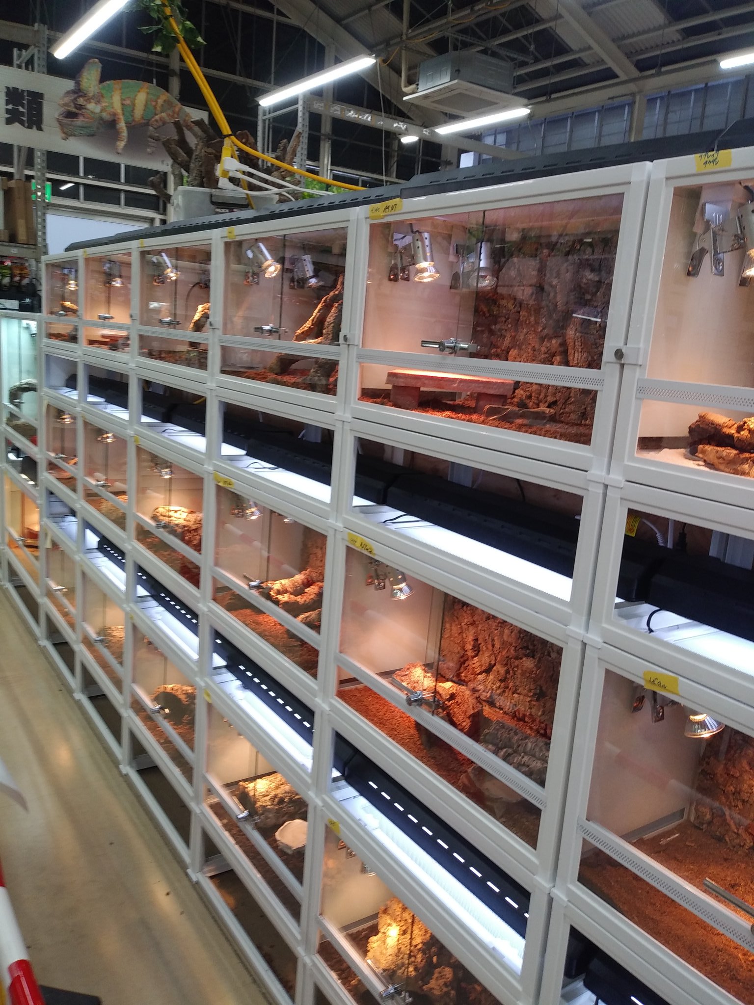 カメレンジャー En Twitter Pleconia 三郷のスーパービバホームもすごいけど 園芸売り場は場所柄本職農家さんの使う用具用品もすごい品揃えでした うちの近隣の 島忠やビバホームでは 見かけないもの多かったです Twitter