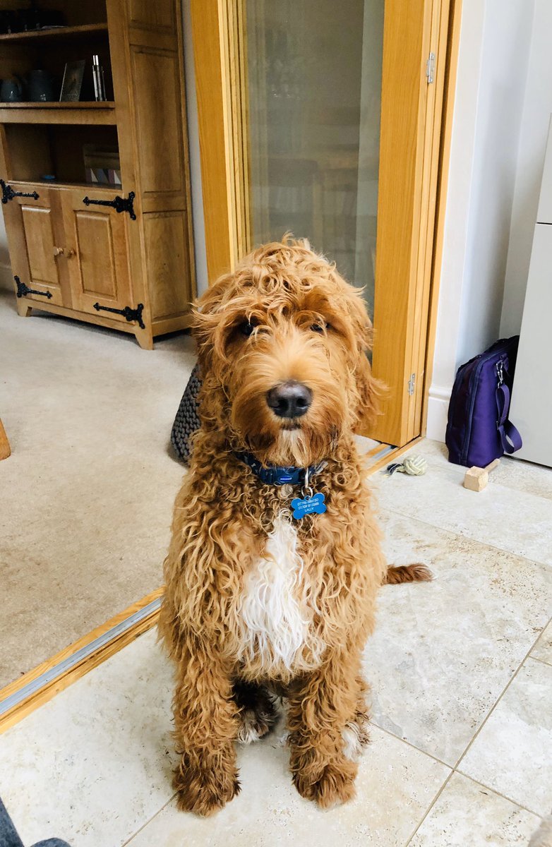 Handsome puppy 💙🐶 #irishdoodle