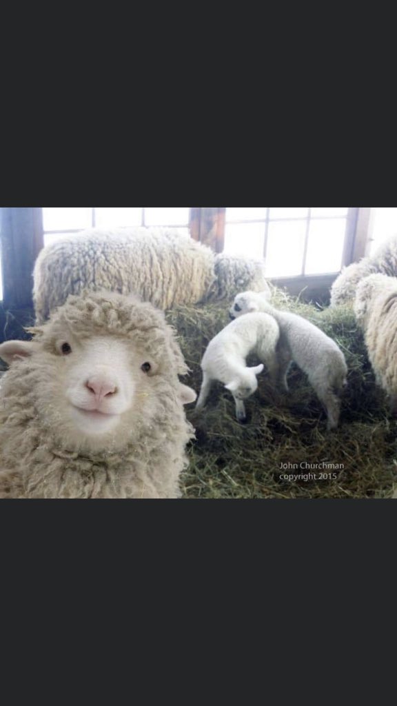 this sheep named sweet pea looks how I look every time I let someone else take a photo of me