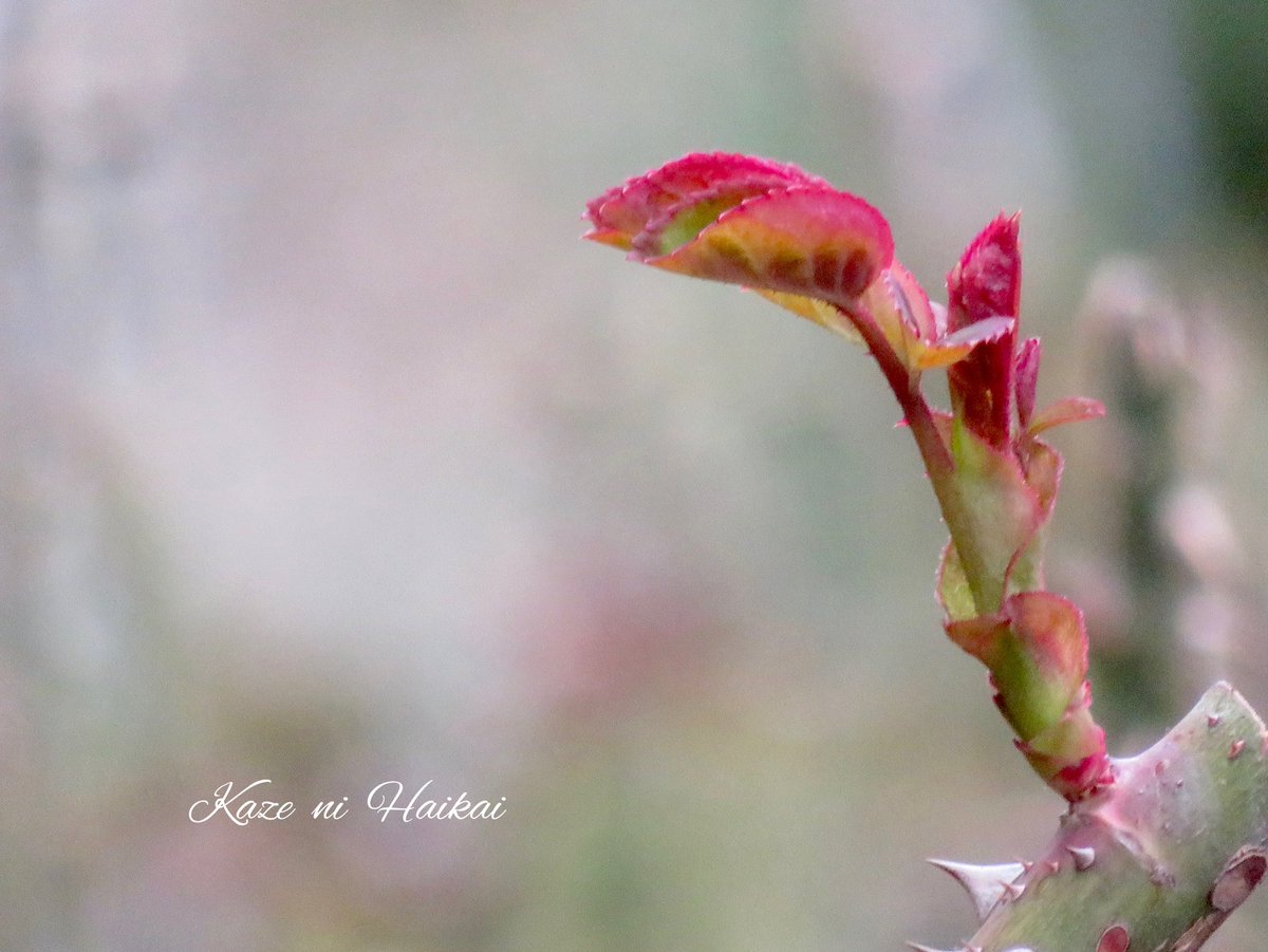 薔薇の芽 薔薇の芽