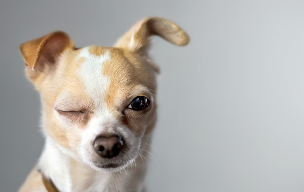 Chihuahuas may be the smallest dog breed, but they pack a BIG personality! Chihuahuas are extremely loyal, highly intelligent, and make excellent companion dogs.