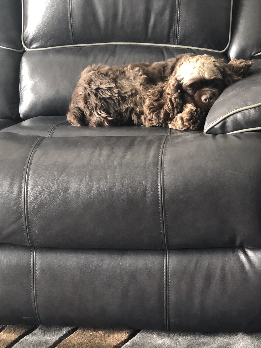 CiaoMsCoco's tweet photo. @bertie_lakeland It’s so lovely awesome urrre home safe and sound. Smooches handsome Berts. You’re our Bertie https://t.co/sDO6KZf2t8