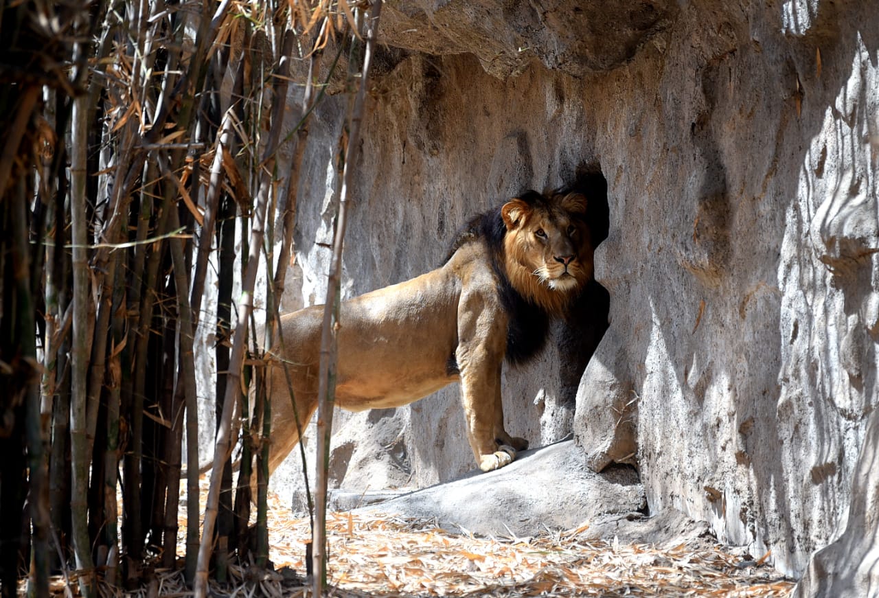 Pune Mirror в Twitter: „While the administration asked citizens to stay indoors, a special member of Katraj zoo was made to walk out of his den for the first time. Meet four Pune Mirror в Twitter: „While the administration asked citizens to stay indoors, a special member of Katraj zoo was made to walk out of his den for the first time. Meet four