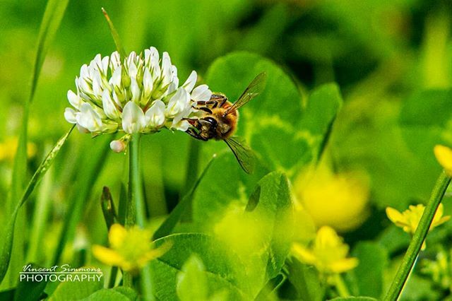Honeybee at work...
#neworleansphotographer #vincentsimmonsphotography #canon7d #honeybee #gonola504 #nolanature #naturephotography #pollination #spring2020 ift.tt/2TNa9mK