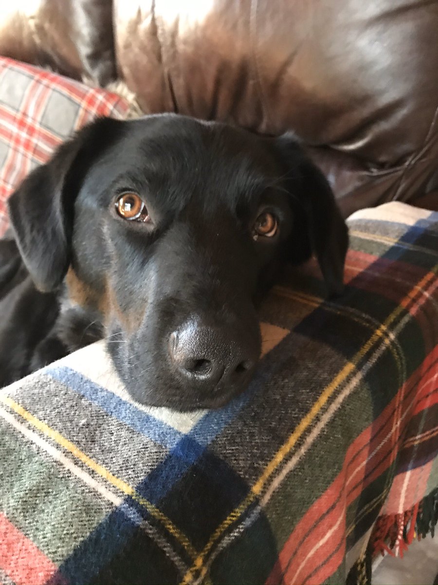 mtns4ever's tweet photo. Wouldn’t it be nice to just be an oblivious happy dog? https://t.co/1wWLQvEjpD