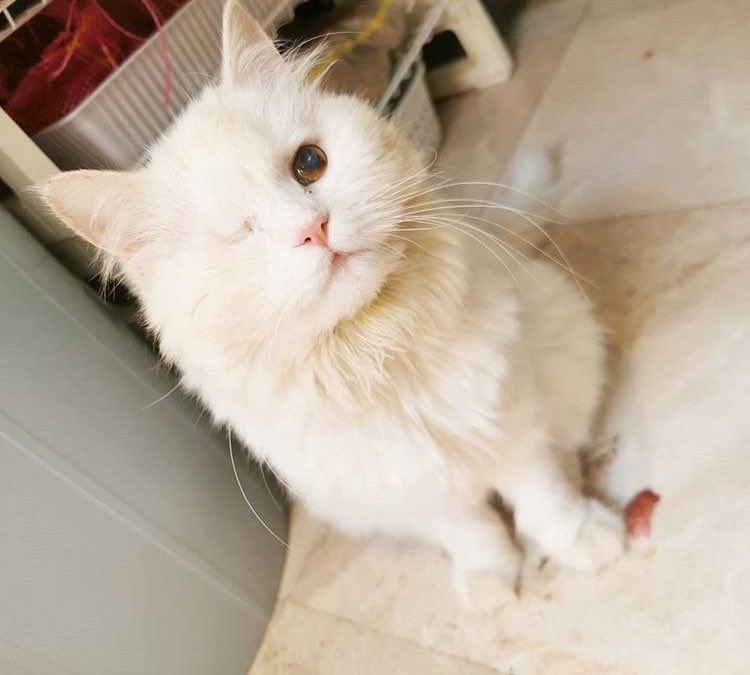 KareQ8's tweet photo. بعض القطاوة الجميلة اللي جاهزة للتبني عندنا 😍😻 صحتها زينة الحمدلله وماخذة تطعيماتها، يا ريت تنشرون التغريدة وتتواصلون معانا عالخاص للاستفسار 🐱🙏🏼♥️🐾 
beautiful cats ready for adoption 😍😻 healthy and vaccinated, kindly retweet and/or contact us (DM) for more info 🐱🙏🏼♥️🐾 https://t.co/XakyGmkUfs