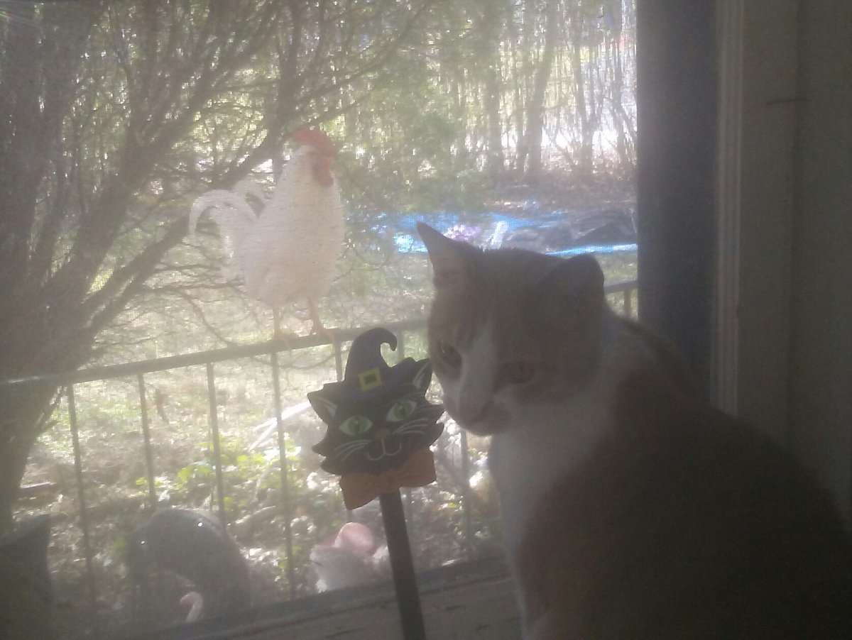 Strong1Dee's tweet photo. 🌞 Rise n shine 🐓 😺 https://t.co/35Cek2ltUQ